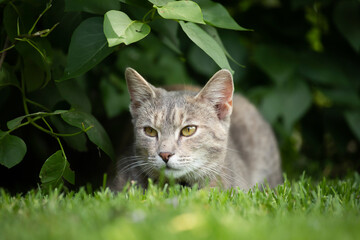 Cat in the Green Grass in Summer.