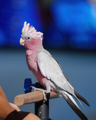 Galah Cockatoo Parrot standing on wooden rod