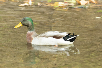 Mallard (Anas platyrhynchos)