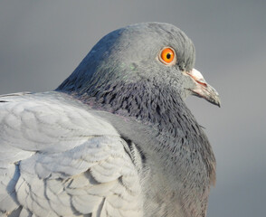 close up of a pigeon