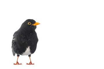 Myna isolated on transparent background
