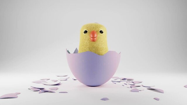 Fluffy little chick hatched from easter egg on white background. Happy Easter. Little new born chick. Beautiful cute domestic rustic hen. Sweet adorable creature. Farm chic. Farming concept