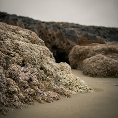 Rocks of Barnacles on sands 