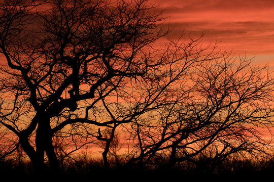 Beautiful sunset and tree