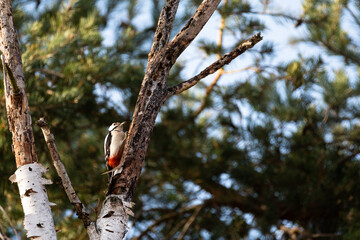 The great spotted woodpecker on a dead birch tree branch in the early winter sunny day