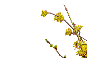Blooming dogwood branches on a white background. Young leaves and flowers from garden