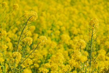 Obraz premium 日本庭園に咲く美しい菜の花とウグイス