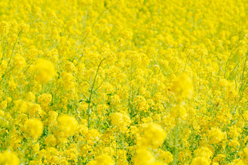 日本庭園に咲く美しい菜の花とウグイス