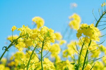 日本庭園に咲く美しい菜の花とウグイス