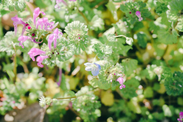 日本庭園に咲く美しい菜の花とウグイス