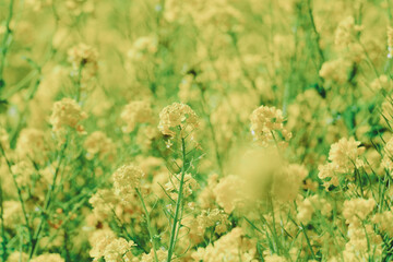 日本庭園に咲く美しい菜の花とウグイス