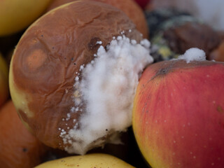 Apfel Schimmel