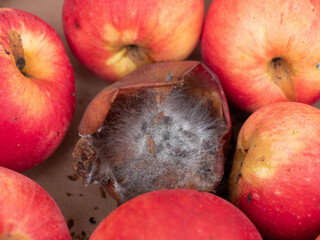 verschimmelter Apfel