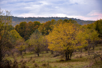 A beautiful autumn landscape with a huge colorful forest. Astonishing view into the woods colored in golden and yellow during fall season