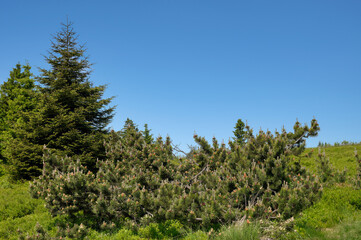 mountain pine resp.Pinus mugo,Kahler Asten Mountain,Sauerland,Germany