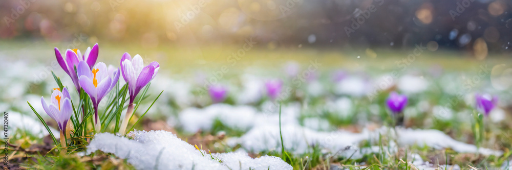 Poster Crocus flowers in snow. First spring flowers blossom. panoramic banner background.