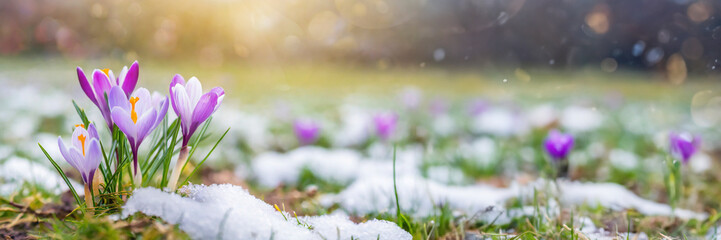 Crocus flowers in snow. First spring flowers blossom. panoramic banner background.