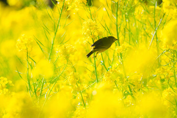 日本庭園に咲く美しい菜の花とウグイス