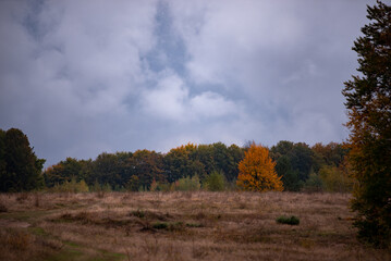 Fototapeta premium A beautiful autumn landscape with a huge colorful forest. Astonishing view into the woods colored in golden and yellow during fall season