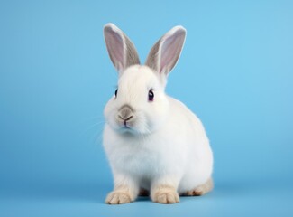 Obraz na płótnie Canvas white rabbit on blue background