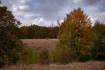 Fototapeta premium A beautiful autumn landscape with a huge colorful forest. Astonishing view into the woods colored in golden and yellow during fall season