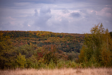 A beautiful autumn landscape with a huge colorful forest. Astonishing view into the woods colored in golden and yellow during fall season