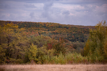 A beautiful autumn landscape with a huge colorful forest. Astonishing view into the woods colored in golden and yellow during fall season