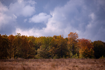 Fototapeta premium A beautiful autumn landscape with a huge colorful forest. Astonishing view into the woods colored in golden and yellow during fall season