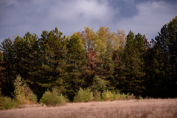 Fototapeta premium A beautiful autumn landscape with a huge colorful forest. Astonishing view into the woods colored in golden and yellow during fall season