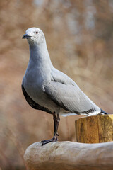Taube ins Tierpark Hellabrunn
