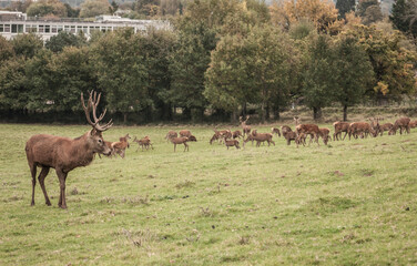 Naklejka na ściany i meble Large herd of deer in the field of Ashton Court Estate in Bristol, UK. 