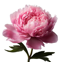 peony isolated on transparent background, png