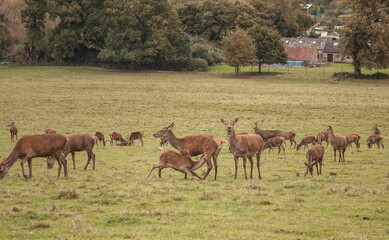 Naklejka na ściany i meble Large herd of deer in the field of Ashton Court Estate in Bristol, UK. 