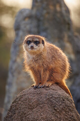 Erdmännchen im Tierpark Hellabrunn 