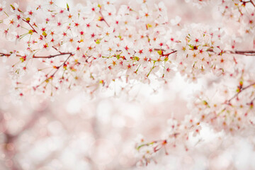 Obraz na płótnie Canvas Cherry blossom flower in spring for background or copy space for text