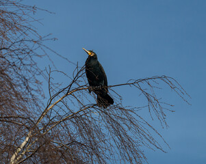 Kormoran macht Rast auf einem Baum