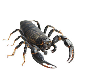 Scorpion isolated on transparent background