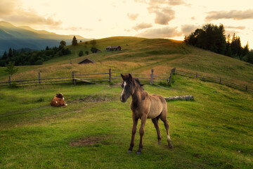 A Foal horse grazes on green meadows in the mountains.

