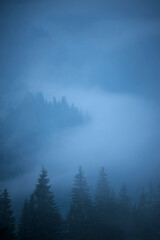 Mystical abstract foggy blue forest in the fog. coniferous trees in the fog. Soft selective focus. Minimalist landscape.