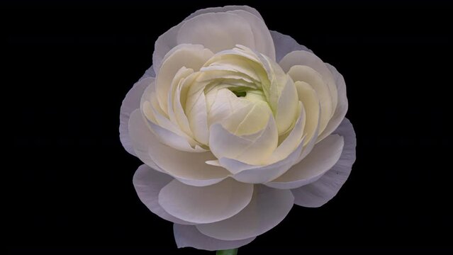 Beautiful white buttercup (ranunculus) flower opening. Blooming buttercup flower background.