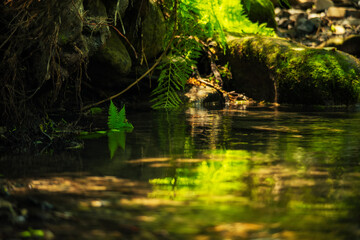 Cute stream in a dark dense forest and fern on the stones