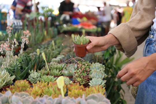 Cropped shot of woman shopping for different cactuses and succulents in flowers store. Bunch of plants in pots for sale in greenhouse market. Close up, copy space for text, background, top view. - Powered by Adobe