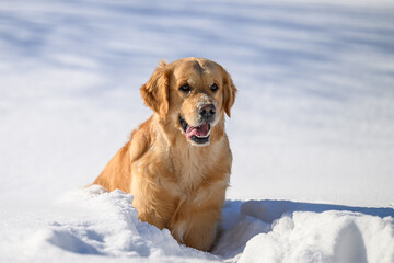 golden retriever on winter background