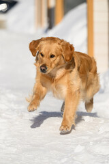 golden retriever jumping on winter background