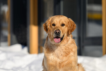 golden retriever on winter background