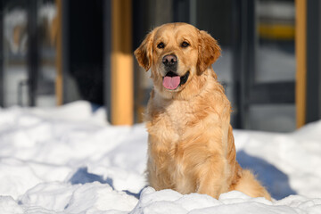 golden retriever on winter background