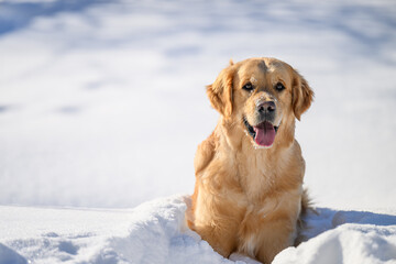 golden retriever on winter background
