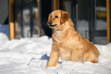 golden retriever on winter background