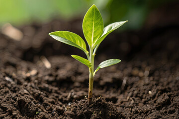 Earth Day seedling symbolizing sustainability and environmental awareness. Ideal for eco-conscious designs. SEO-friendly stock photo.