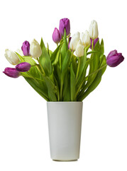White and purple tulips in vase isolated on white background